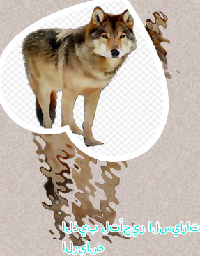 ذيب الملز